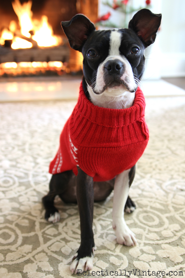 Sushi the Boston Terrier in her Christmas sweater kellyelko.com