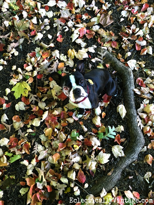 Sushi the Boston Terrier - she's adorable! kellyelko.com