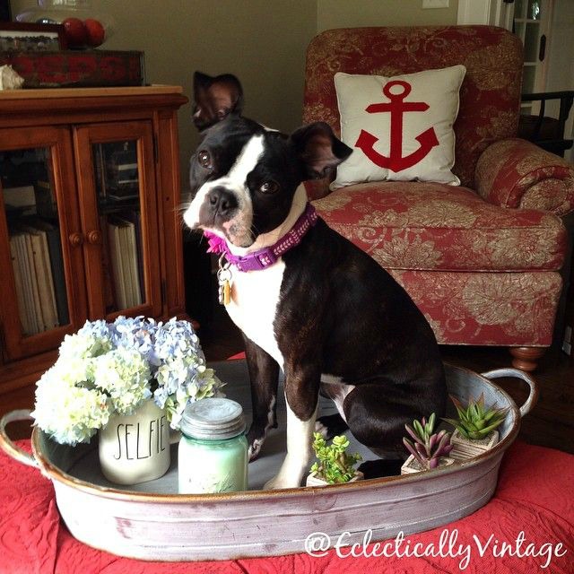 Boston Terrier in a tray! kellyelko.com