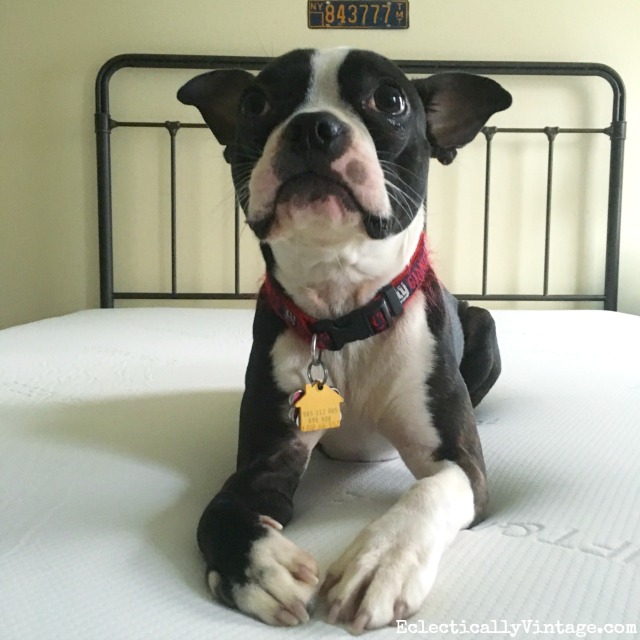 Affordable mattress review - even the dog loves it! kellyelko.com