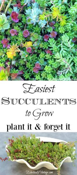 Easiest Succulents Planting Tips kellyelko.com