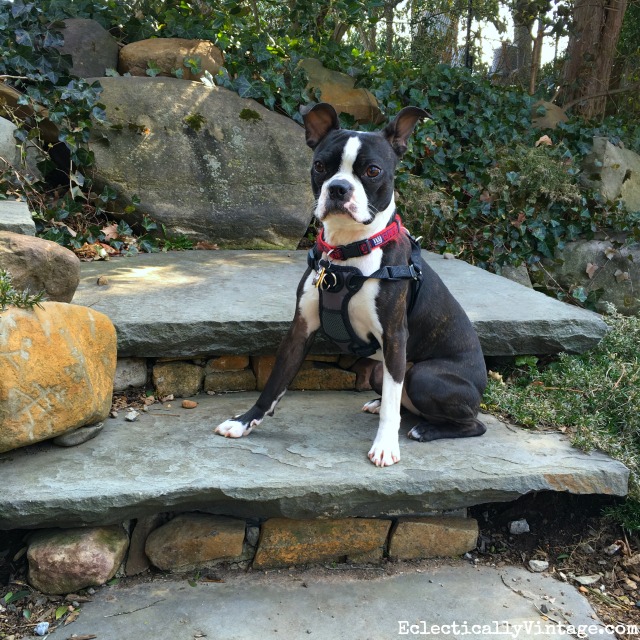 Sushi the Boston Terrier posing for the paparazzi kellyelko.com