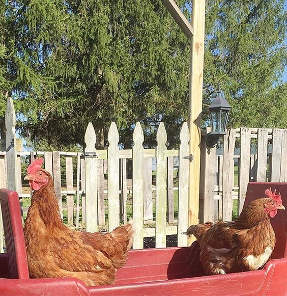 Chickens out for a wagon ride! kellyelko.com