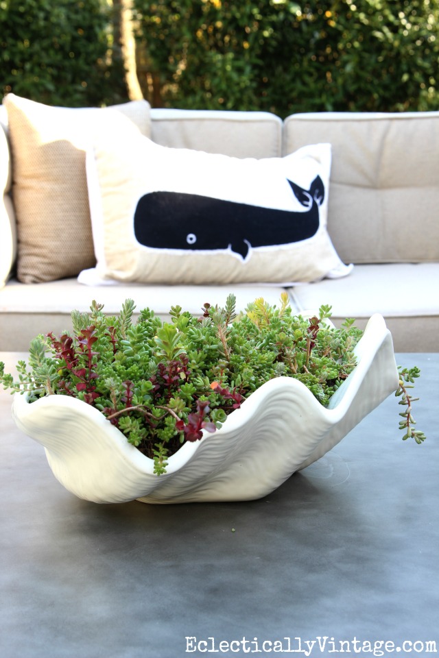 Easiest Succulents to Grow - love this clam shell planter filled with sedum kellyelko.com