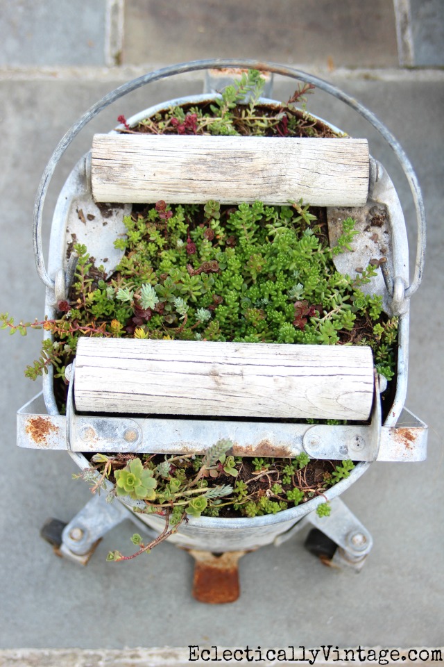 Love this mop bucket planter filled with succulents - love her tips on a quick and easy way to grow them kellyelko.com