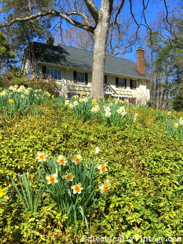 Curb Appeal - a planting of spring daffodils on this front lawn welcomes spring kellyelko.com