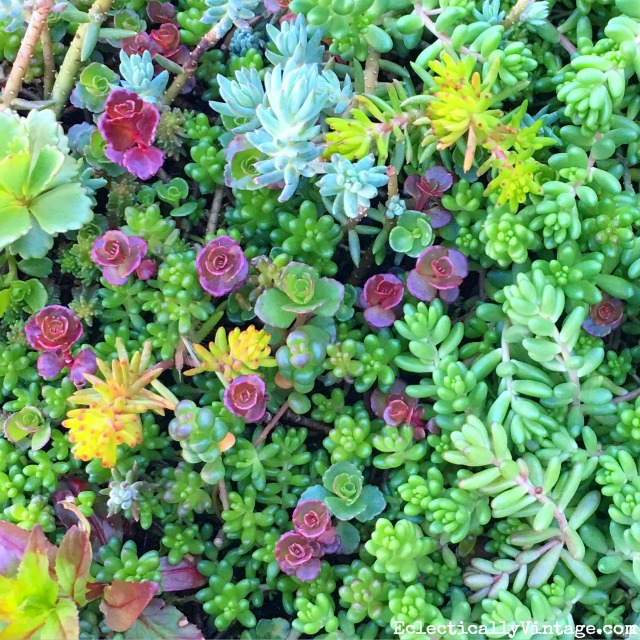 Sedum is so easy to grow - especially with this brilliant tip! kellyelko.com