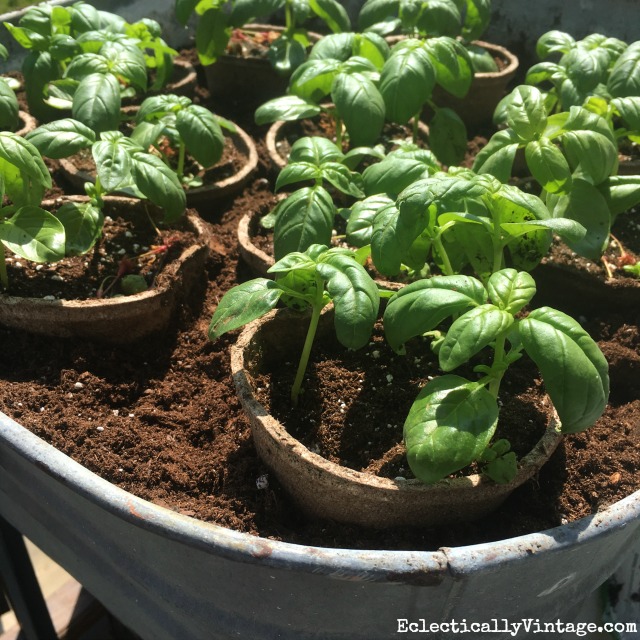 Biodegradable basil containers - so easy to plant kellyelko.com 
