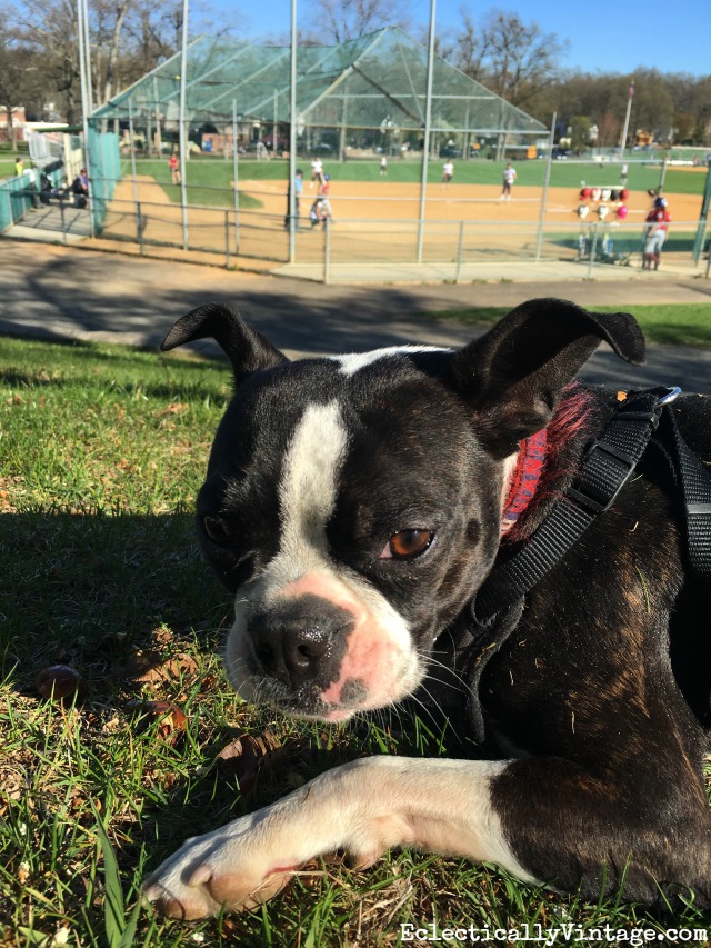 Boston Terrier at the park kellyelko.com