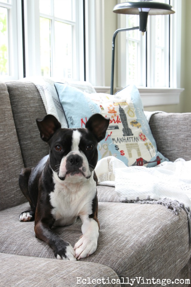 This Boston Terrier loves her cozy Article Ceni sofa! kellyelko.com