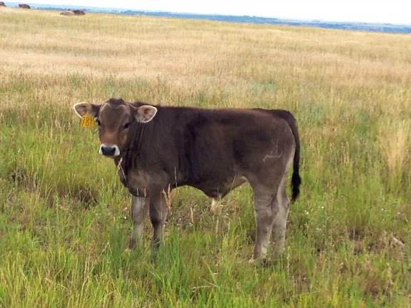 Cute cow in the pasture kellyelko.com