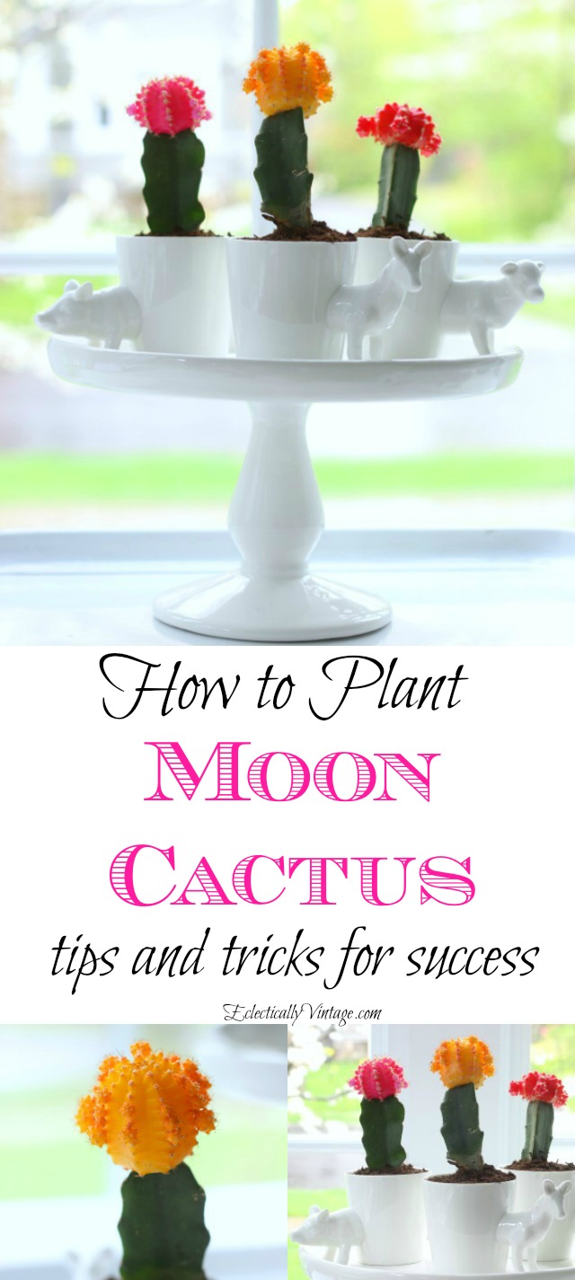 How to Plant Moon Cactus - these are so cool and fun to grow kellyelko.com