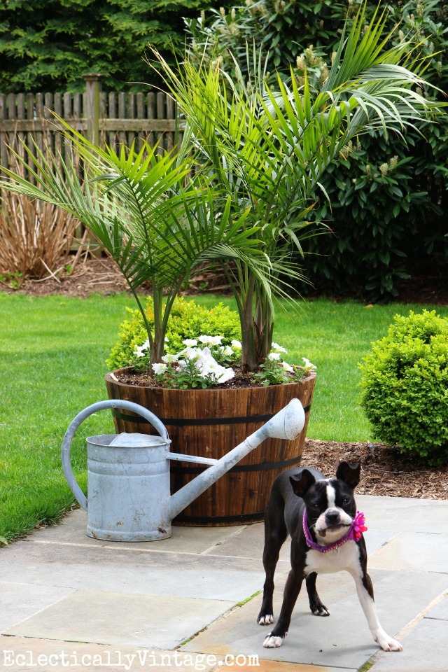 Huge barrel planter filled with palm trees create a beautiful separation between patio and lawn kellyelko.com