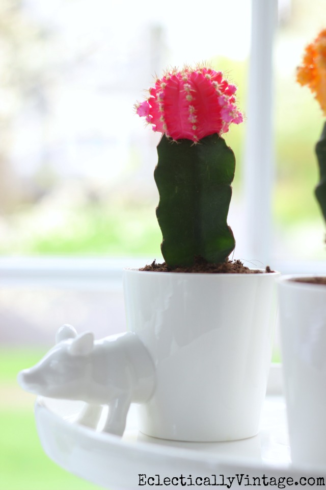 Love this little pig planter and the colorful pink cactus kellyelko.com