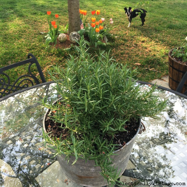 Plant a big pot of rosemary in a galvanized bucket for an easy outdoor centerpiece kellyelko.com