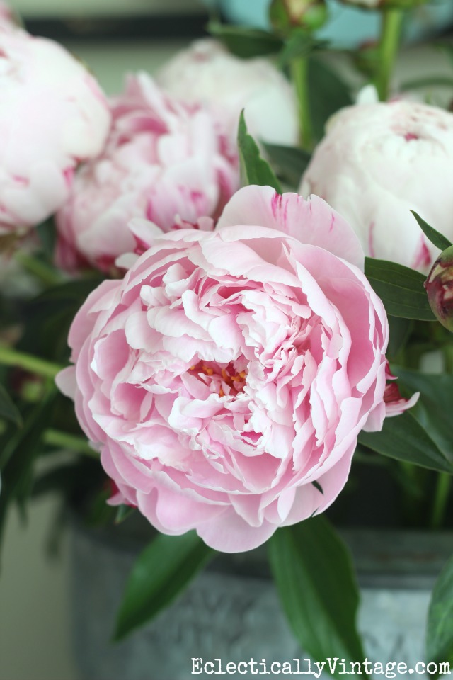 Sarah Bernhardt peonies are so gorgeous in the garden - great growing tips kellyelko.com