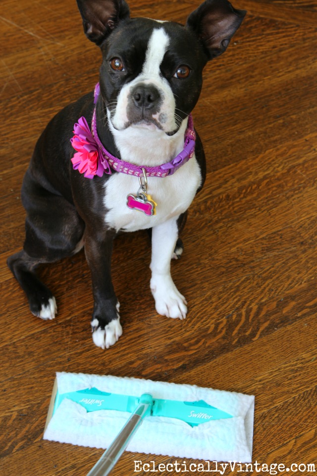 Swiffer Cleaning Tips - love them for picking up pet hair! kellyelko.com