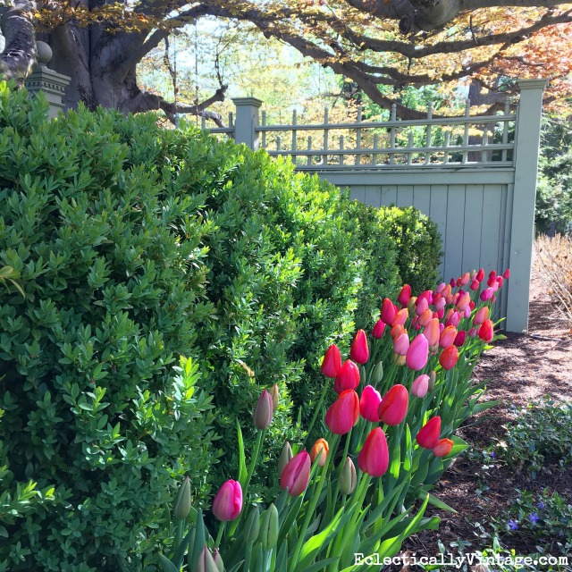 Love this gorgeous tulip border in front of a hedge of boxwood kellyelko.com