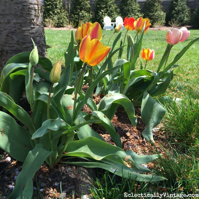 Spring tulips kellyelko.com