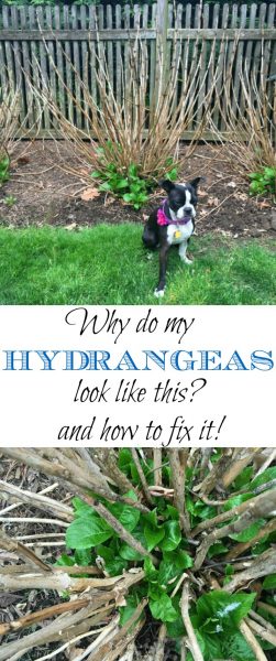 Why Aren't My Hydrangeas Blooming - and How to Fix Them! kellyelko.com