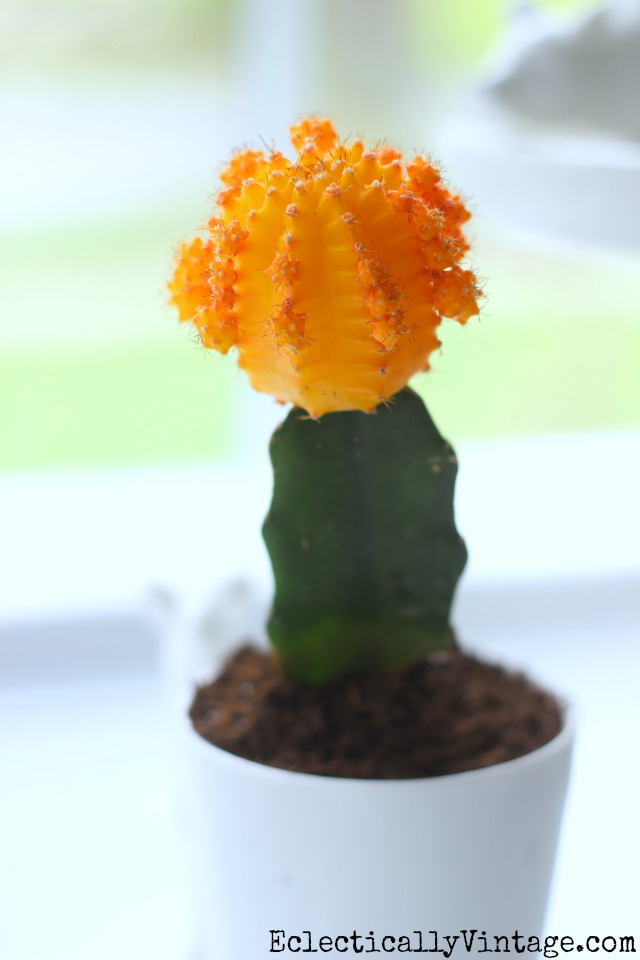 Yellow moon cactus - great tips for planting your own kellyelko.com