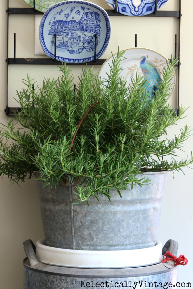 Rosemary bush in a big galvanized bucket kellyelko.com