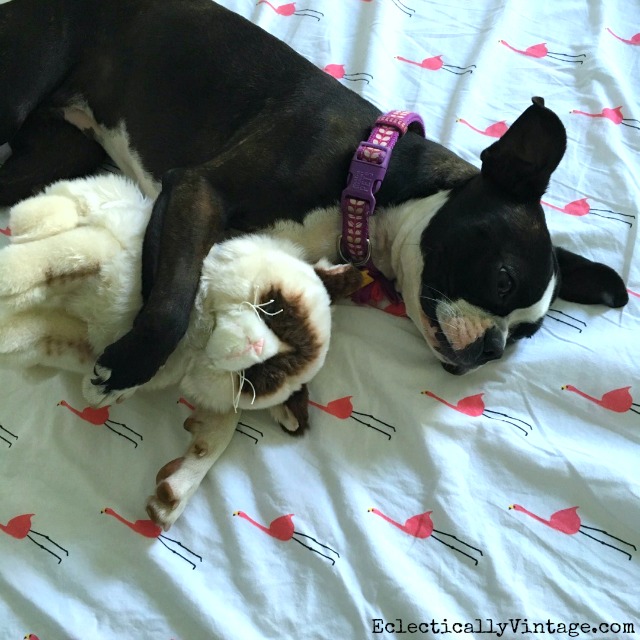 Boston Terrier and Grumpy Cat cuddles! kellyelko.com