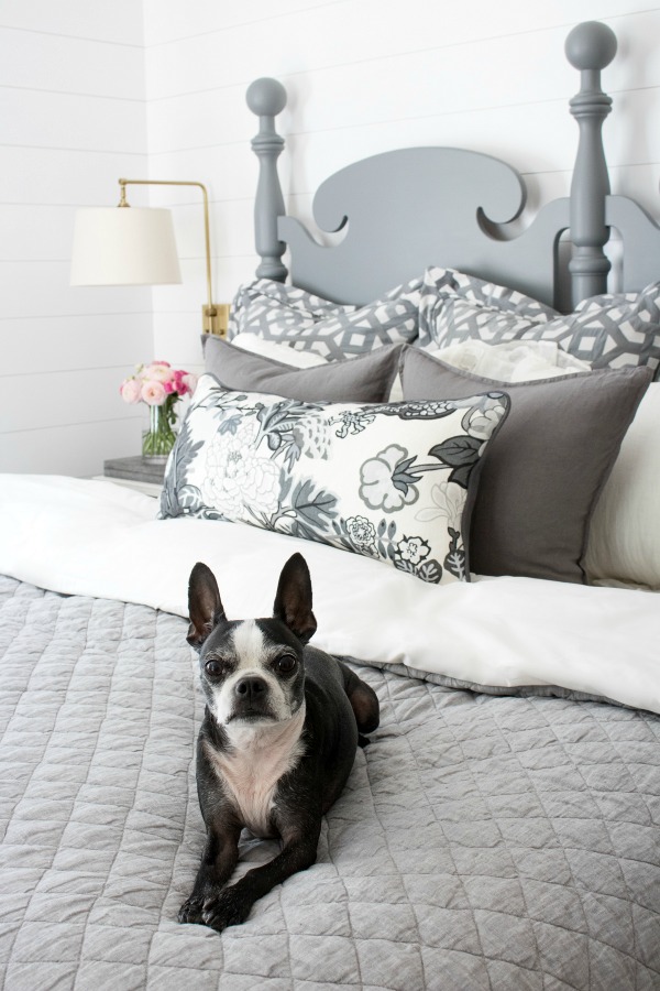 Gray bedding and a Boston Terrier! kellyelko.com