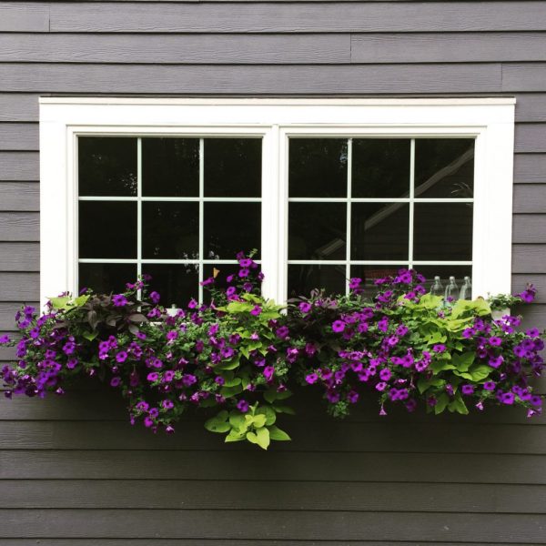 Beautiful window box filled with purple petunias kellyelko.com