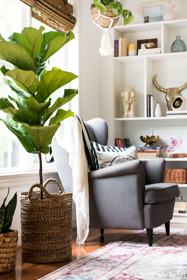 Fiddle leaf fig in a basket planter kellyelko.com