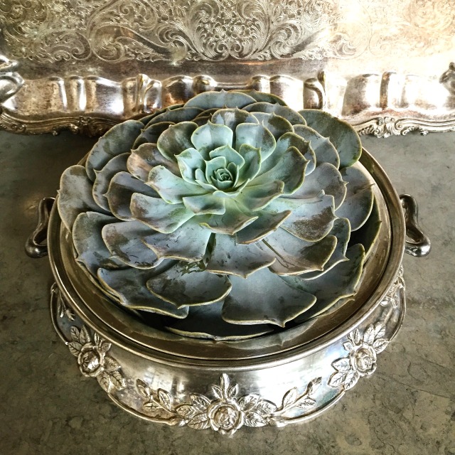 Succulent in a silver bowl kellyelko.com