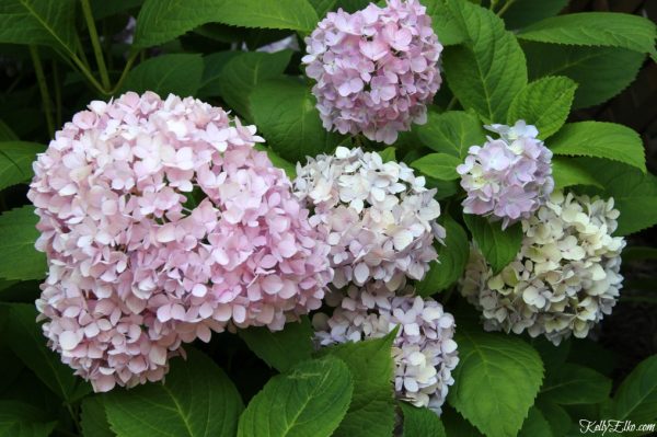 Endless Summer Hydrangea Hedge & a Giveaway! - Kelly Elko