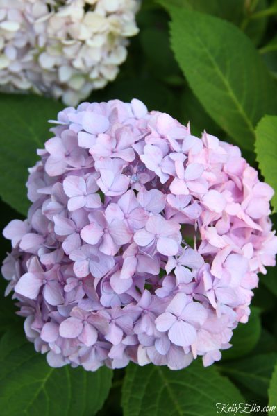 Endless Summer Hydrangea Hedge & a Giveaway! - Kelly Elko