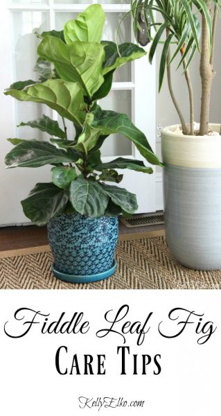 What the Fig? Fiddle Leaf Fig Care Tips - Kelly Elko