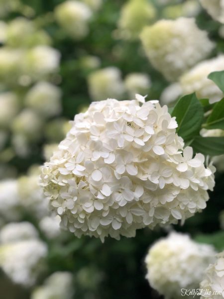 Limelight Hydrangea Hedge and Care Tips! - Kelly Elko