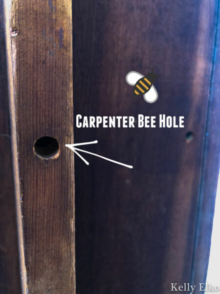 The Swarm in My Antique Church Pew and How to Get Rid of Carpenter Bees ...