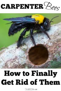 The Swarm in My Antique Church Pew and How to Get Rid of Carpenter Bees ...