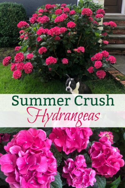 Why Every Garden Needs a Summer Crush Hydrangea - Planting & Care Tips ...