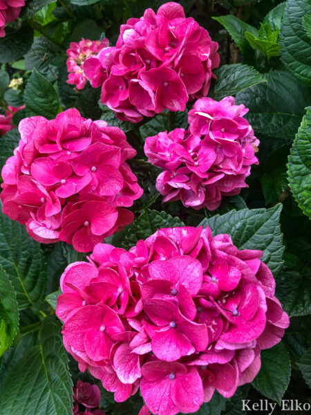 Why Every Garden Needs a Summer Crush Hydrangea - Planting & Care Tips ...