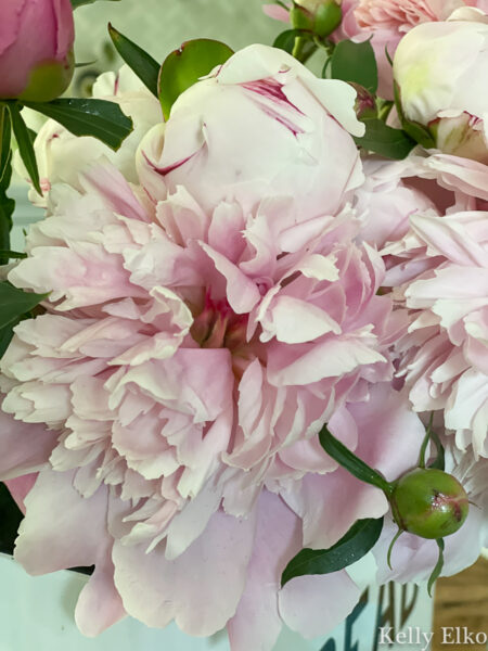 Double Peonies are Double the Pleasure - Kelly Elko